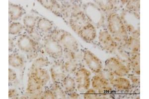 Image no. 4 for anti-Glial Cells Missing Homolog 1 (GCM1) (AA 108-166) antibody (ABIN599044) (GCM1 antibody  (AA 108-166))