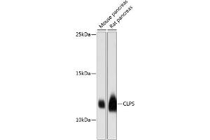 Western blot analysis of extracts of various cell lines, using CLPS antibody (ABIN6133979, ABIN6138742, ABIN6138745 and ABIN6216519) at 1:3000 dilution. (CLPS antibody  (C-Term))