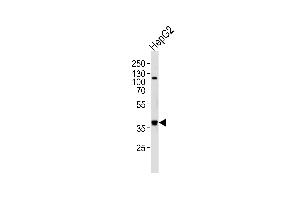 Western blot analysis of lysate from HepG2 cell line, using FGL1 Antibody (C-term) (ABIN656576 and ABIN2845837). (FGL1 antibody  (C-Term))