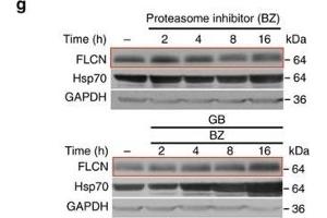 Western Blotting (WB) image for anti-Heat Shock Protein 70 (HSP70) antibody (ABIN361821)