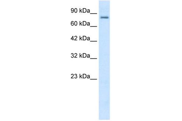 KCNN3 抗体  (C-Term)