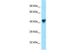 Image no. 1 for anti-Carboxypeptidase O (CPO) (AA 111-160) antibody (ABIN6748297) (CPO antibody  (AA 111-160))