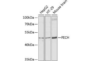 Western blot analysis of extracts of various cell lines, using FECH antibody (ABIN6130423, ABIN6140573, ABIN6140574 and ABIN6224474) at 1:1000 dilution. (FECH antibody  (AA 1-200))