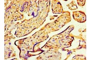 Immunohistochemistry of paraffin-embedded human placenta tissue using ABIN7148499 at dilution of 1:100 (COPS7A antibody  (AA 2-275))