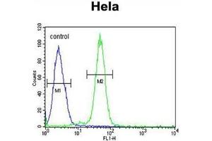 AGXT2 Antibody (C-term) flow cytometric analysis of Hela cells (right histogram) compared to a negative control cell (left histogram). (AGXT2 antibody  (C-Term))