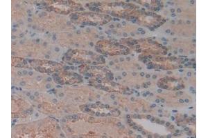 Detection of SPTAN1 in Human Kidney Tissue using Polyclonal Antibody to Alpha-Fodrin (SPTAN1) (SPTAN1 antibody  (AA 289-408))