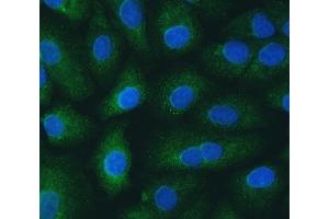 IF analysis of SH2D4A using anti-SH2D4A antibody (ABIN7601695). (SH2D4A antibody  (AA 42-454))
