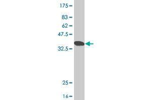 Western Blot detection against Immunogen (37. (INPP5K antibody  (AA 147-253))