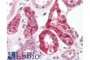 ABIN940551 (5µg/ml) staining of paraffin embedded Human Kidney. (SLC6A8 antibody  (Internal Region))