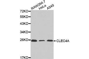 Western blot analysis of extracts of various cell lines, using CLEC4A antibody.