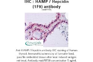 Image no. 1 for anti-Hepcidin Antimicrobial Peptide (HAMP) (AA 25-85), (full length) antibody (ABIN1723595) (Hepcidin antibody  (full length))
