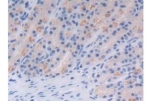 Immunohistochemistry (IHC) image for anti-Milk Fat Globule-EGF Factor 8 Protein (MFGE8) (AA 73-421) antibody (ABIN7440548)
