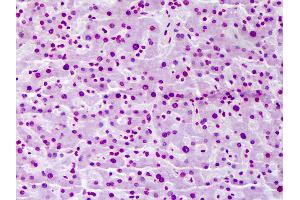 Anti-FBXW7 antibody IHC of human liver. (FBXW7 antibody  (AA 599-708))