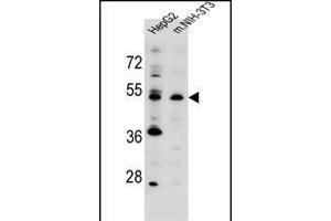 KCMF1 antibody (C-term) (ABIN655481 and ABIN2845002) western blot analysis in HepG2,mouse NIH-3T3 cell line lysates (35 μg/lane). (KCMF1 antibody  (C-Term))