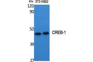 Western Blot (WB) analysis of specific cells using CREB-1 Polyclonal Antibody.