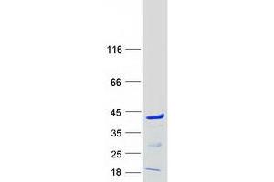 Validation with Western Blot (PQBP1 Protein (Transcript Variant 1) (Myc-DYKDDDDK Tag))