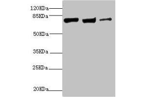 Western blot All lanes: KIF3A antibody at 9. (KIF3A antibody  (AA 430-699))