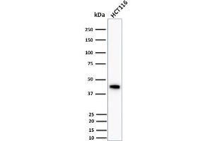 Western Blot Analysis of human HCT116 cell lysate using Cytokeratin 18 Mouse Monoclonal Antibody (DC10). (Cytokeratin 18 antibody)