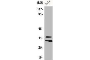 Western Blot analysis of HuvEc cells using C1qL2 Polyclonal Antibody (C1QL2 antibody  (C-Term))