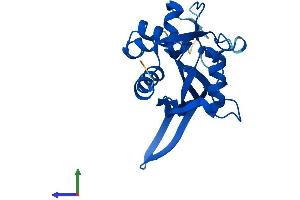 Protein Structure (PS) image for Nudix (Nucleoside Diphosphate Linked Moiety X)-Type Motif 14 (NUDT14) (AA 1-222) protein (His tag) (ABIN7549944)