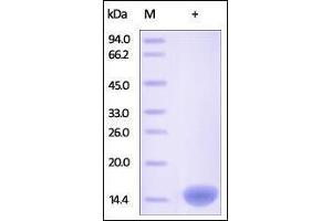 Human FABP2, His Tag on SDS-PAGE under reducing (R) condition. (FABP2 Protein (AA 2-132) (His tag))