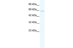 Western Blotting (WB) image for anti-Zinc Finger Protein 276 (ZNF276) antibody (ABIN2461303) (ZNF276 antibody)