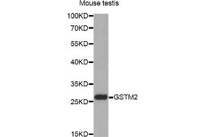 Western blot analysis of extracts of mouse testis, using GSTM2 antibody (ABIN6292965) at 1:1000 dilution. (GSTM2 antibody)