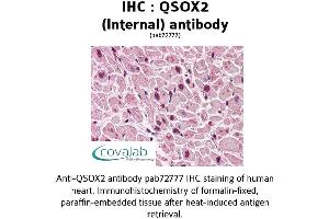 Image no. 2 for anti-Quiescin Q6 Sulfhydryl Oxidase 2 (QSOX2) (Internal Region) antibody (ABIN1738669) (QSOX2 antibody  (Internal Region))