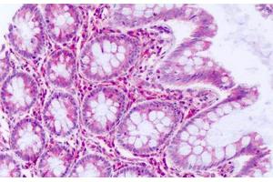 Anti-DUSP23 antibody IHC staining of human colon, epithelium. (DUSP23 antibody  (Internal Region))