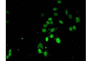 Immunofluorescent analysis of Hela cells using ABIN7139671 at dilution of 1:100 and Alexa Fluor 488-congugated AffiniPure Goat Anti-Rabbit IgG(H+L) (HIST1H3A antibody  (3meLys4))