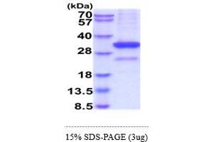 SDS-PAGE (SDS) image for CD52 (CD52) (AA 21-248) protein (hIgG-His-tag) (ABIN6388179) (CD52 Protein (CD52) (AA 21-248) (hIgG-His-tag))