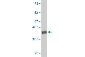 Western Blot detection against Immunogen (37. (NXNL1 antibody  (AA 81-190))