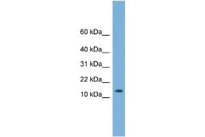 WB Suggested Anti-CHCHD1 Antibody Titration: 0. (CHCHD1 antibody  (N-Term))