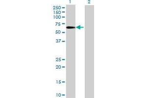 Western Blot analysis of IFRD2 expression in transfected 293T cell line ( H00007866-T01 ) by IFRD2 MaxPab polyclonal antibody.
