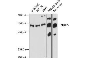 Western blot analysis of extracts of various cell lines, using NRIP2 antibody  at 1:3000 dilution.