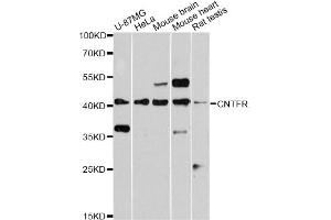 Western blot analysis of extracts of various cell lines, using CNTFR antibody (ABIN5971448) at 1:3000 dilution.