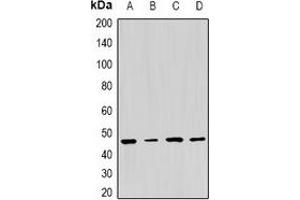 Western blot analysis of PSMC5 expression in HepG2 (A), MCF7 (B), NIH3T3 (C), PC12 (D) whole cell lysates. (PSMC5 antibody)