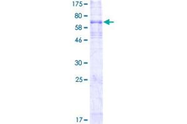 EDNRB Protein (AA 1-442) (GST tag)