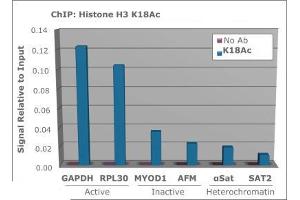 Chromatin Immunoprecipitation Rabbit Anti-Histone H3 [ac Lys18] Antibody. (Histone 3 antibody  (H3K18ac))