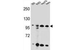 Western Blotting (WB) image for anti-Kinase Suppressor of Ras 2 (KSR2) antibody (ABIN2996197)