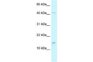 Western Blot showing PCBD2 antibody used at a concentration of 1. (PCBD2 antibody  (C-Term))