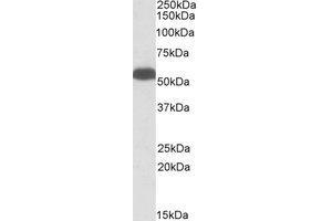 Western Blotting (WB) image for anti-GLUD1 / GLUD2 (Internal Region) antibody (ABIN2464612) (GLUD1 / GLUD2 (Internal Region) antibody)