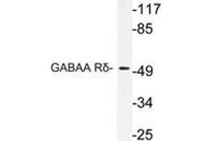 Western blot (WB) analysis of GABAA Rδ antibody in extracts from HT-29 cells. (GABRD antibody)