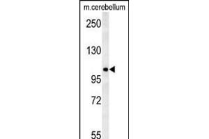 NDST2 Antibody (C-term) (ABIN651945 and ABIN2840469) western blot analysis in mouse cerebellum tissue lysates (15 μg/lane). (NDST2 antibody  (AA 817-844))