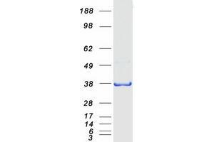 Validation with Western Blot (QKI Protein (Transcript Variant 1) (Myc-DYKDDDDK Tag))