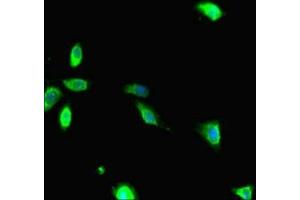 Immunofluorescent analysis of Hela cells using ABIN7167096 at dilution of 1:100 and Alexa Fluor 488-congugated AffiniPure Goat Anti-Rabbit IgG(H+L) (RANBP1 antibody  (AA 52-111))