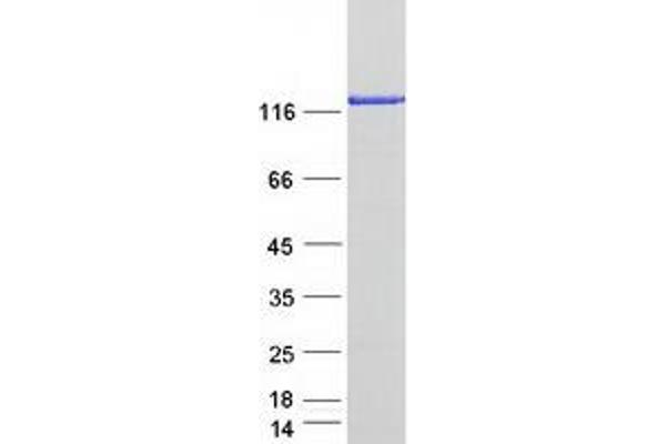 MICAL-Like 1 Protein (MICALL1) (Myc-DYKDDDDK Tag)
