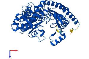 Alanine-Glyoxylate Aminotransferase 2-Like 2 (AGXT2L2) (AA 1-450) protein (His tag)