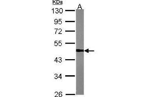 WB Image Sample (30 ug of whole cell lysate) A:NIH-3T3 10% SDS PAGE antibody diluted at 1:1000 (TUFM antibody)