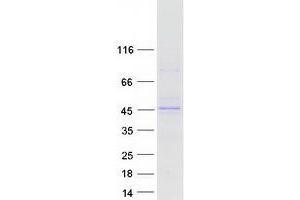 Validation with Western Blot (FBXL2 Protein (Myc-DYKDDDDK Tag))